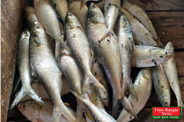 হরিণা ঘাটে দিনে বিক্রি ২ টন ইলিশ