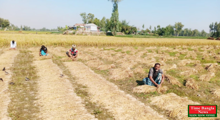 বগুড়ায় গাইঞ্জা ধান কাটা-মাড়াইয়ে ব্যস্ত সময় পার করছেন চাষীরা