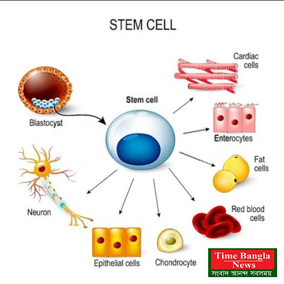 দেশের চিকিৎসা সেবায় নতুন সম্ভাবনা স্টেম সেল থেরাপি