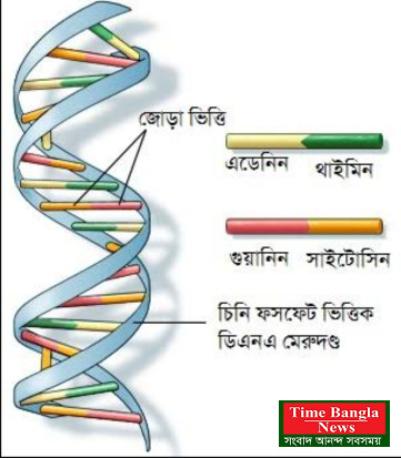 ড্রাগ ব্যবসা বনাম মানব দেহের কোষ (ডিএনএ, জিন,ক্রোমোজম)