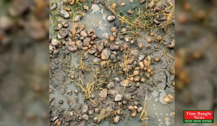 কালাইয়ে জমিতে পচাঁ আলুর প্রভাবে ধান চারা বিনষ্ট,দুশ্চিন্তায় কৃষক