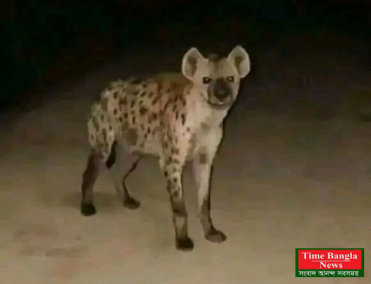 টাঙ্গাইলের গোপালপুরে হায়েনার আতঙ্ক: আহত ৬, এলাকাজুড়ে চরম উদ্বেগ।