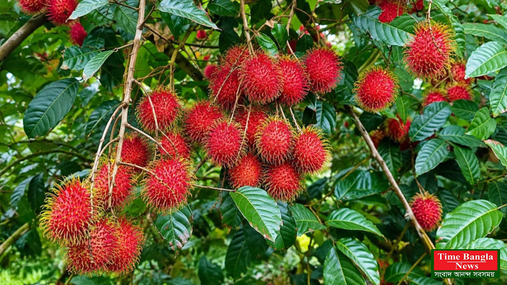 ভালুকায় রাম্বুটানের আকাশছোঁয়া দাম, দেশের অন্যান্য এলাকার তুলনায় প্রায় দ্বিগুণ