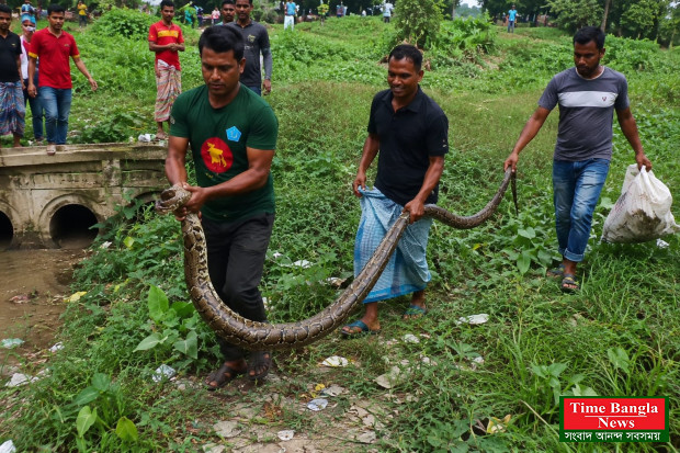 চবির ক্যাম্পাসে ১৫ ফুটের বার্মিজ অজগর উদ্ধার, নিরাপদে বনে অবমুক্ত
