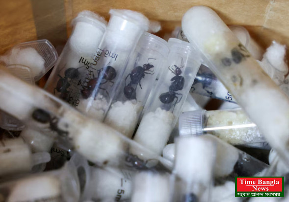 পাচারকারীরা কেন কেনিয়ার পিঁপড়া চুরি করছে