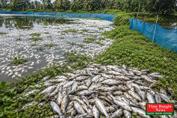 রাতের আঁধারে বিষ, সকালে পুকুরজুড়ে মাছের লাশ*