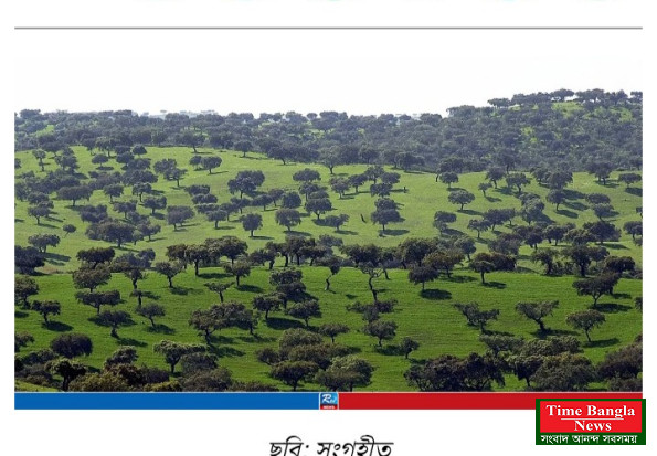 ৩৭০০ বছর ধরে পর্তুগালে টিকে আছে শত শত জলপাই গাছ