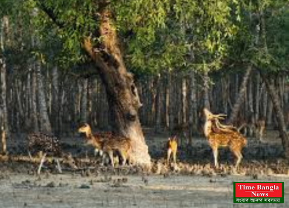 তিন মাস বন্ধ ছিল সুন্দরবন, তবু কমেনি প্লাস্টিক দূষণ*