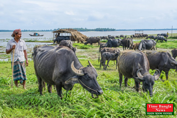 *চরে মহিষের বিপুল সম্ভাবনা,নজর নেই সরকারের