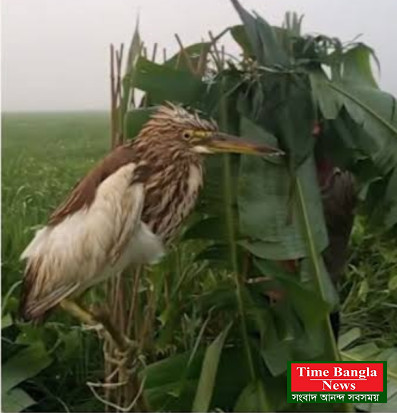 বক দিয়ে বক শিকার, চলনবিলে।